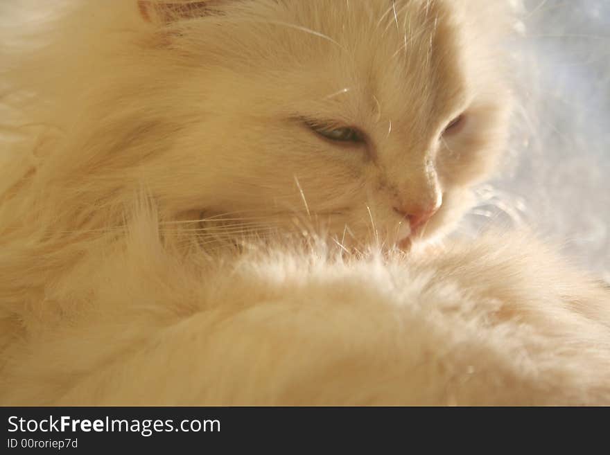 Tongue licking long white persian tur. Tongue licking long white persian tur