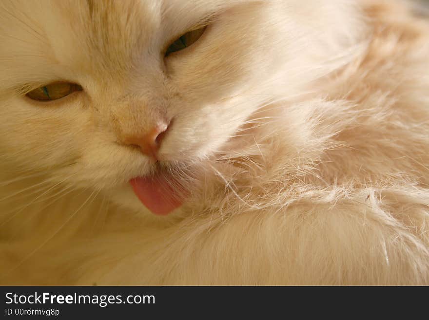 Licking fur big fluffy beautiful cat, close-up