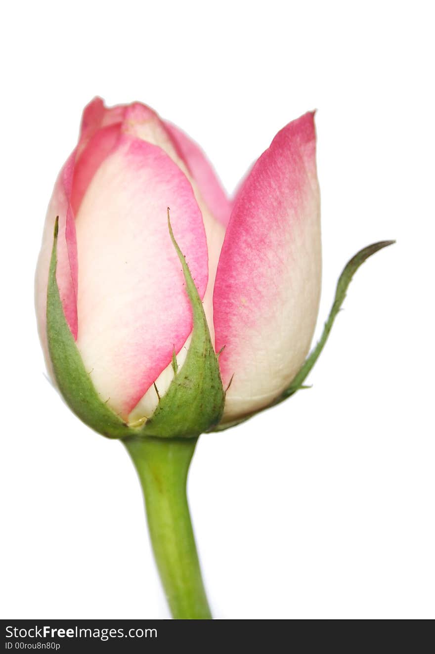 Pink and white rose isolated