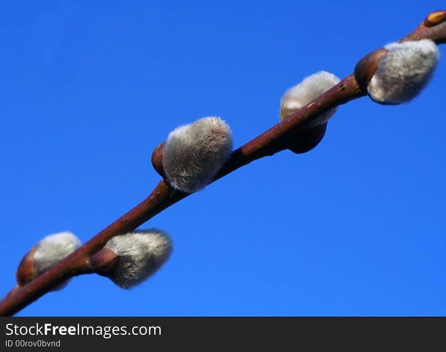 Catkin tree branch