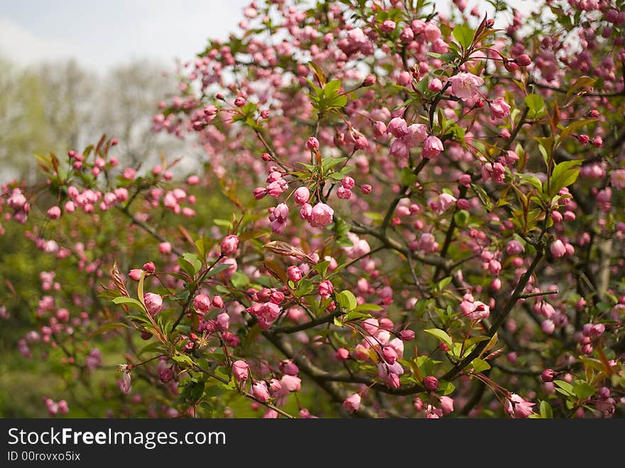 The fruit trees in full flower in the spring