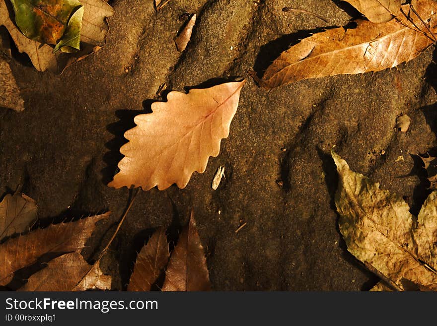 Autumn leaf forest blue sky plants live. Autumn leaf forest blue sky plants live