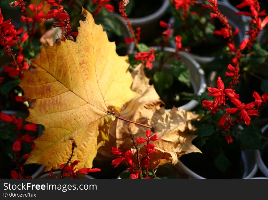 Autumn leaf forest blue sky plants live. Autumn leaf forest blue sky plants live