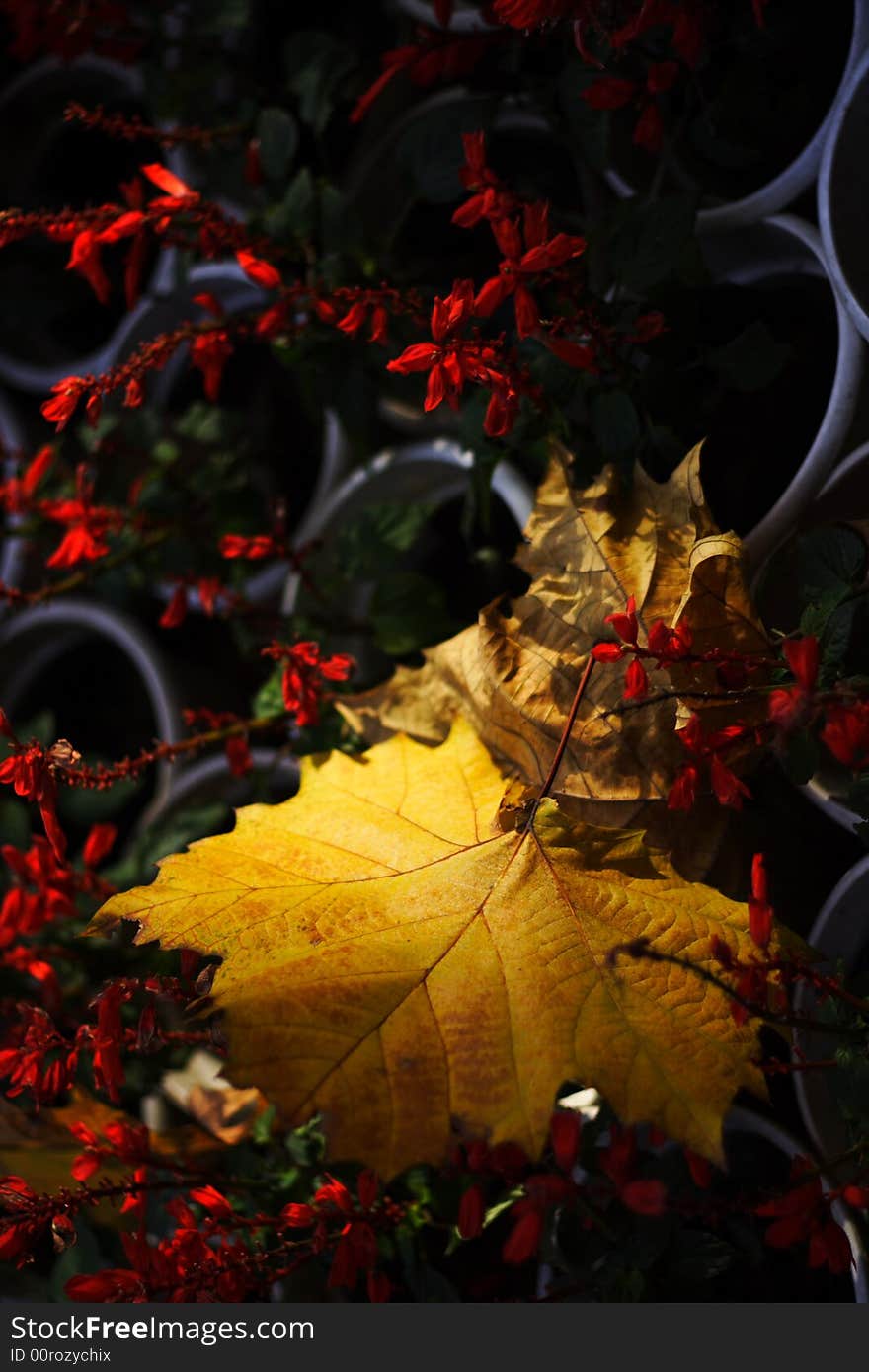 Autumn leaf forest blue sky plants live. Autumn leaf forest blue sky plants live