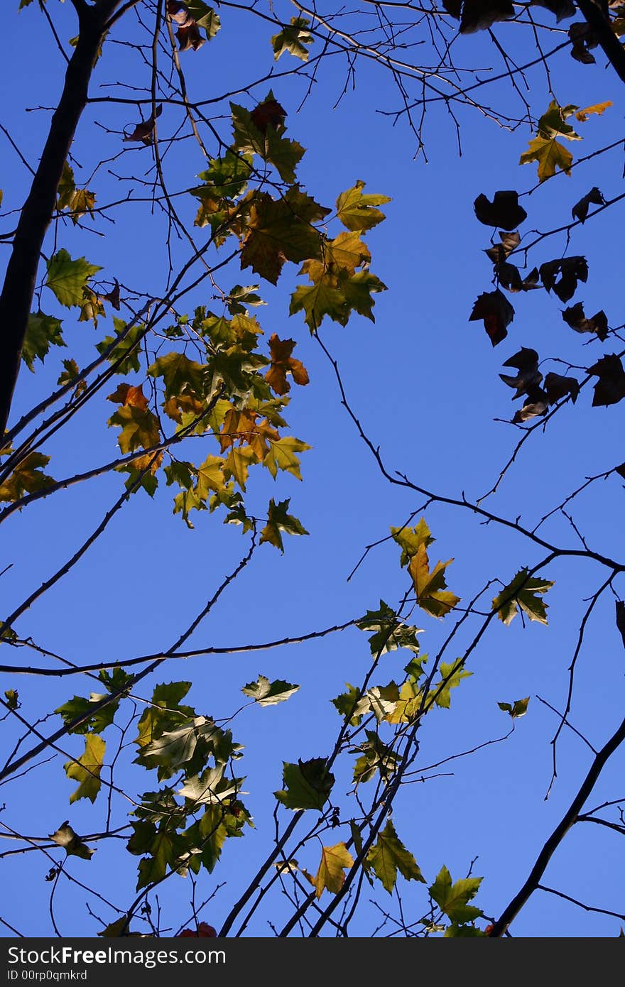 Autumn leaf forest blue sky plants live. Autumn leaf forest blue sky plants live