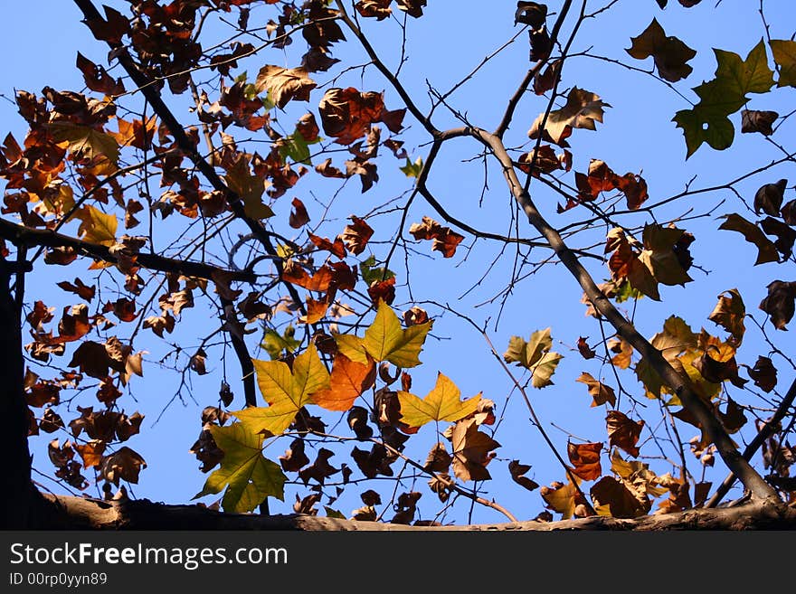 Autumn leaf forest blue sky plants live. Autumn leaf forest blue sky plants live