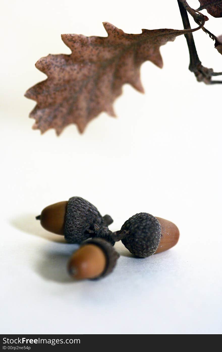 Acorn isolated