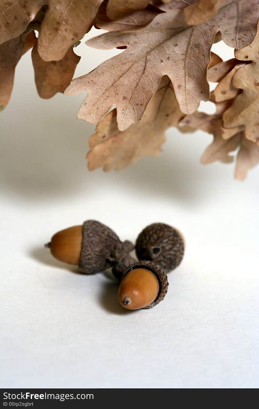 Acorn isolated