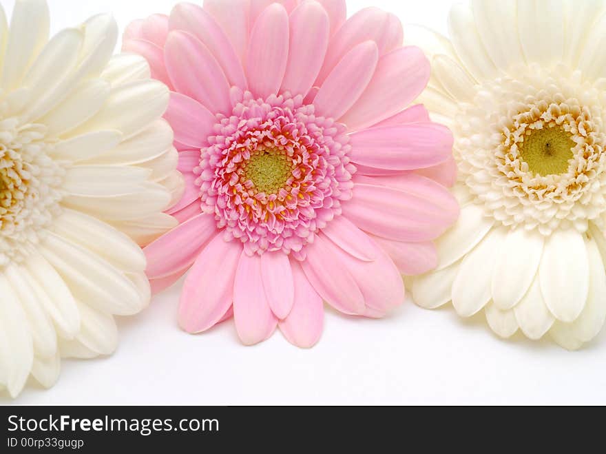 White and pink gerber flowers