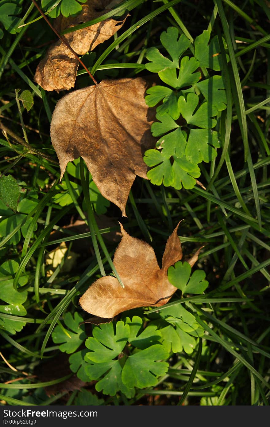 Autumn leaf forest blue sky plants live. Autumn leaf forest blue sky plants live