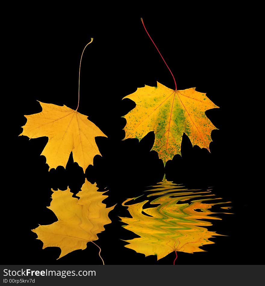 Abstract of two golden maple leaves in autumn, reflected over water and set against a black background. Abstract of two golden maple leaves in autumn, reflected over water and set against a black background.