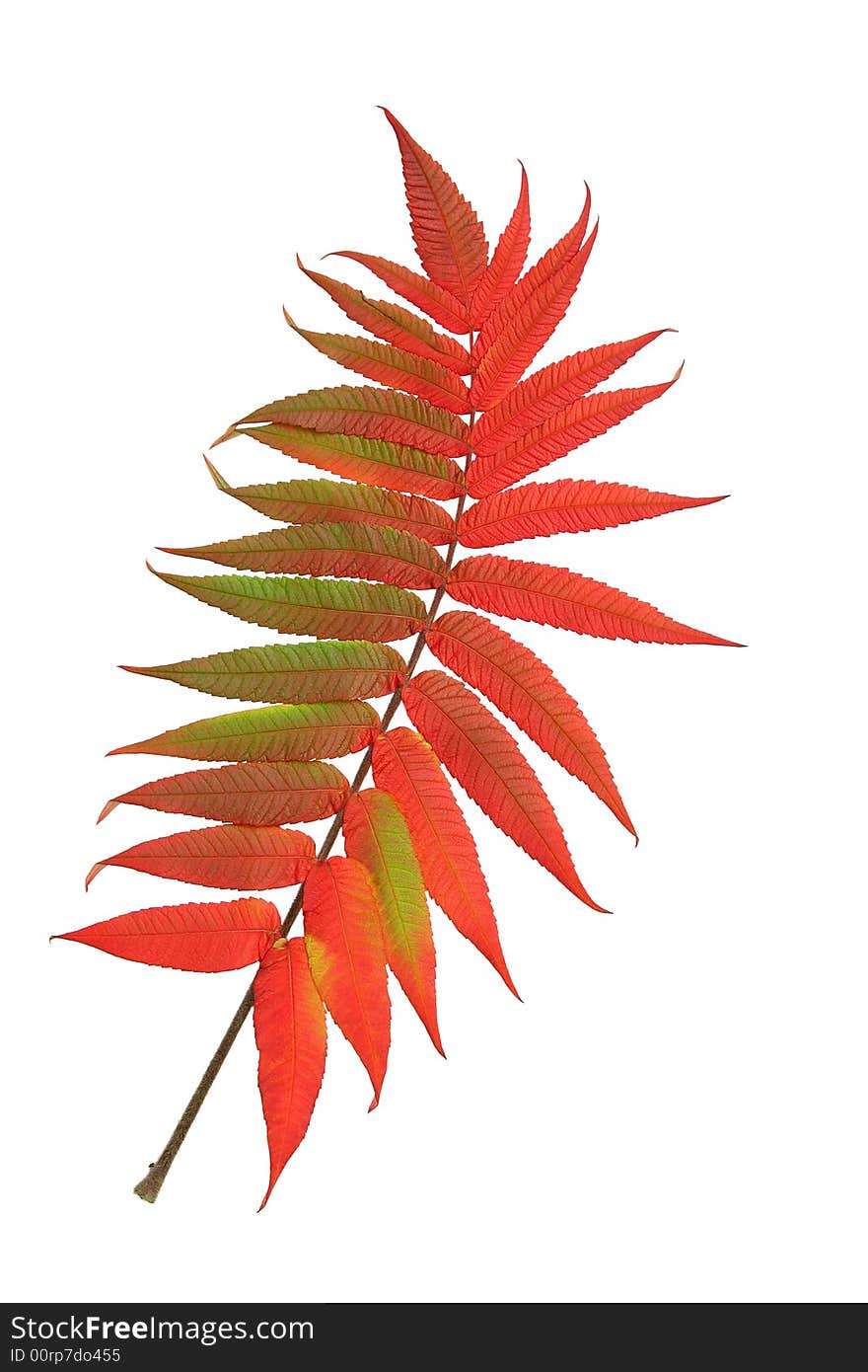 Rowan leaf in Autumn against a white background. (Sorbus Embley, known for its flaming scarlet color in Autumn.). Rowan leaf in Autumn against a white background. (Sorbus Embley, known for its flaming scarlet color in Autumn.)