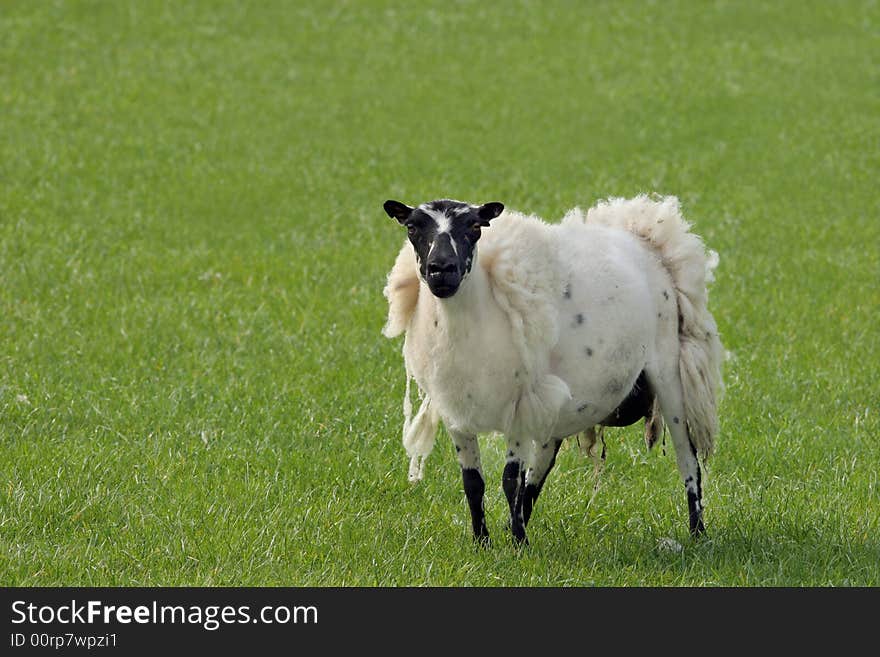 White and black spotted sheep standing alone in a field with its sheepksin hanging off. White and black spotted sheep standing alone in a field with its sheepksin hanging off.