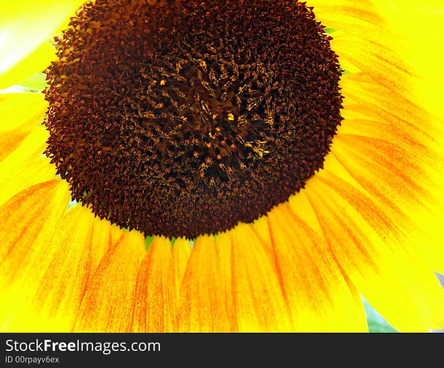 Sunflower