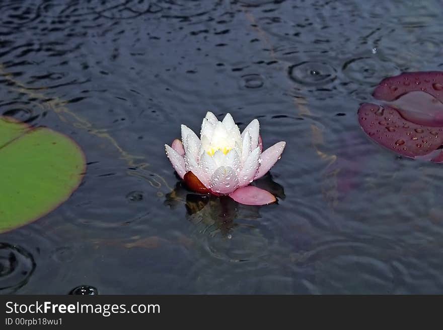 White lily in pond with some leafs around. Rain.