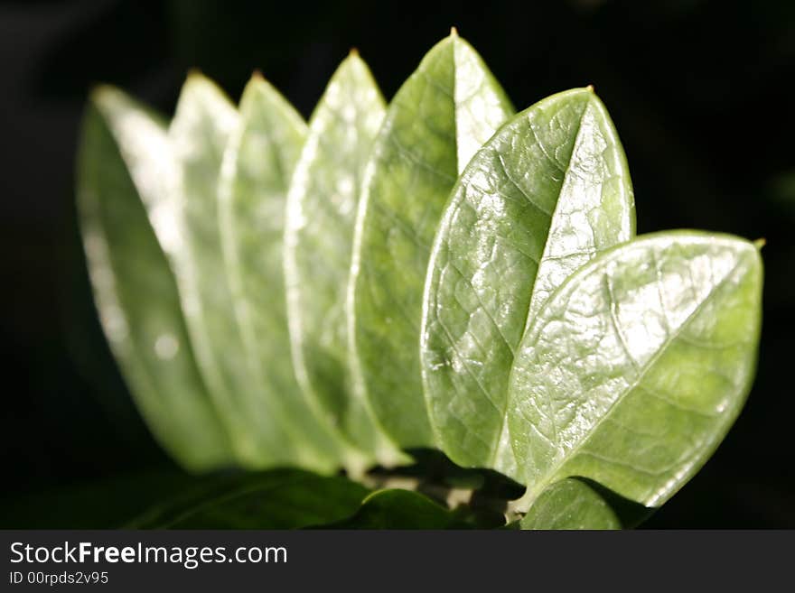 A nice money plant arrangedin a row