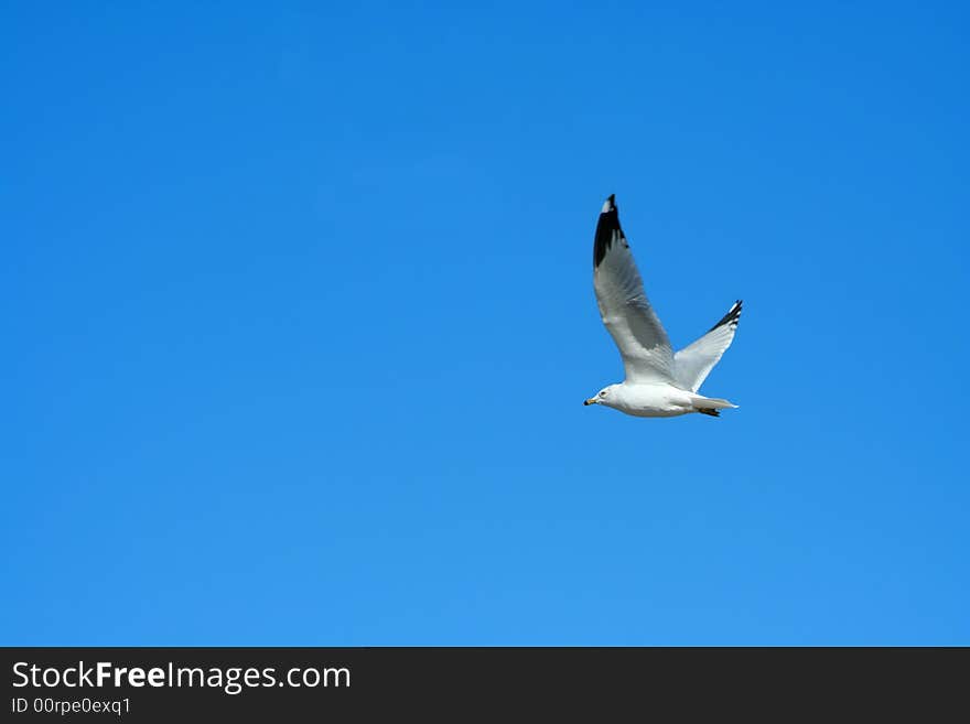 Seagull Flying Against A Bright Blue Sky