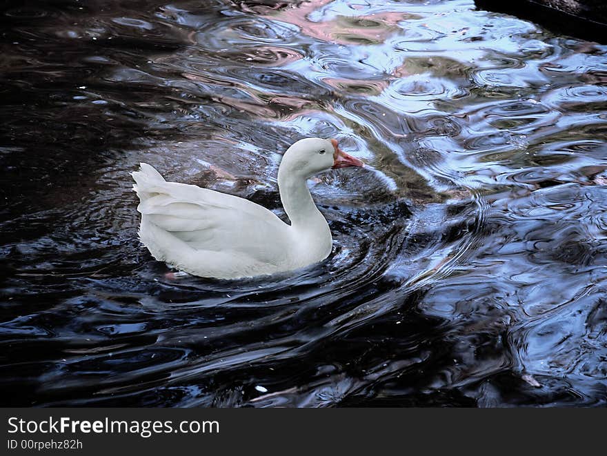 Duck In A Lake