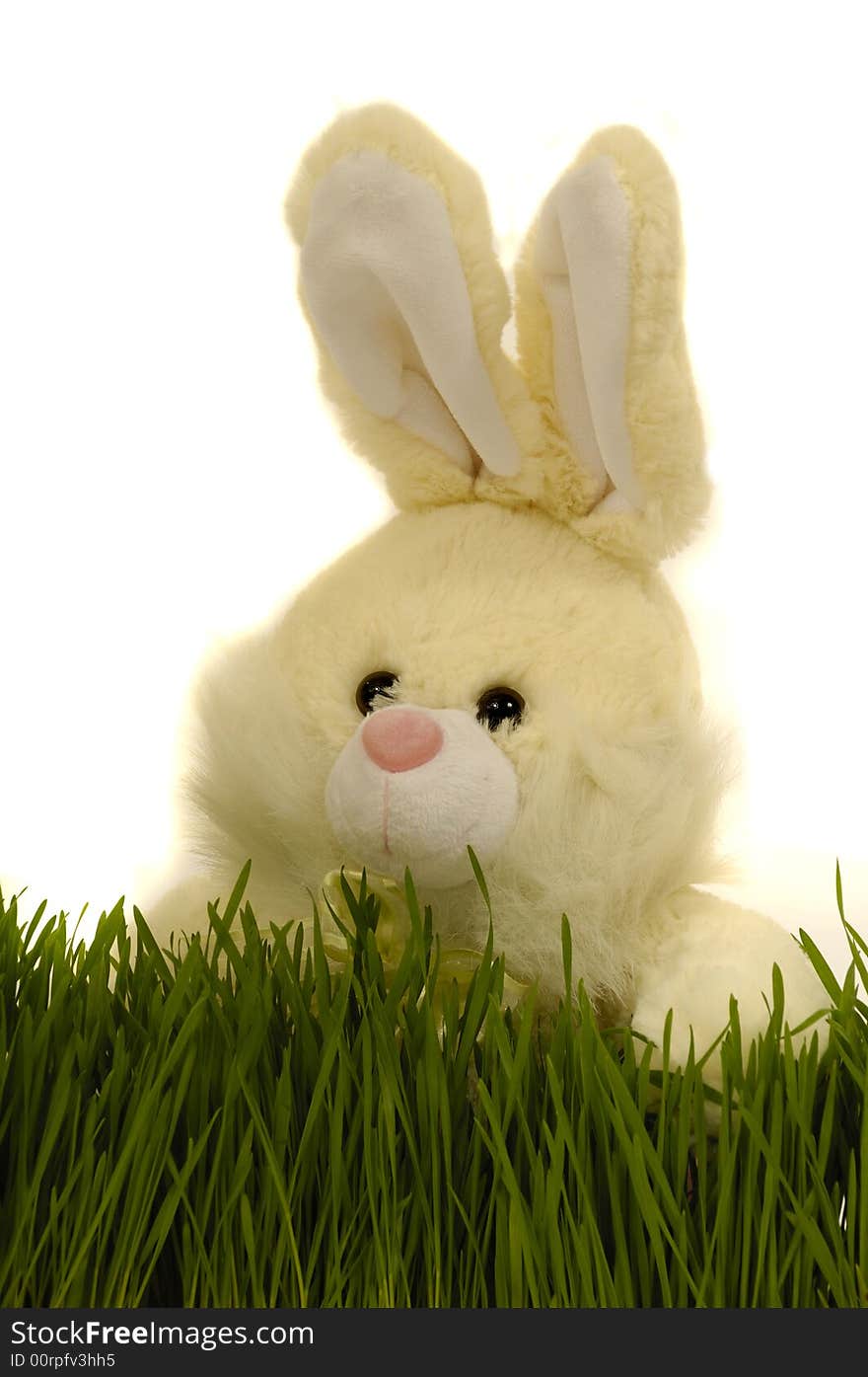 Easter bunny is hiding behind green grass. Taken on a clean white background.