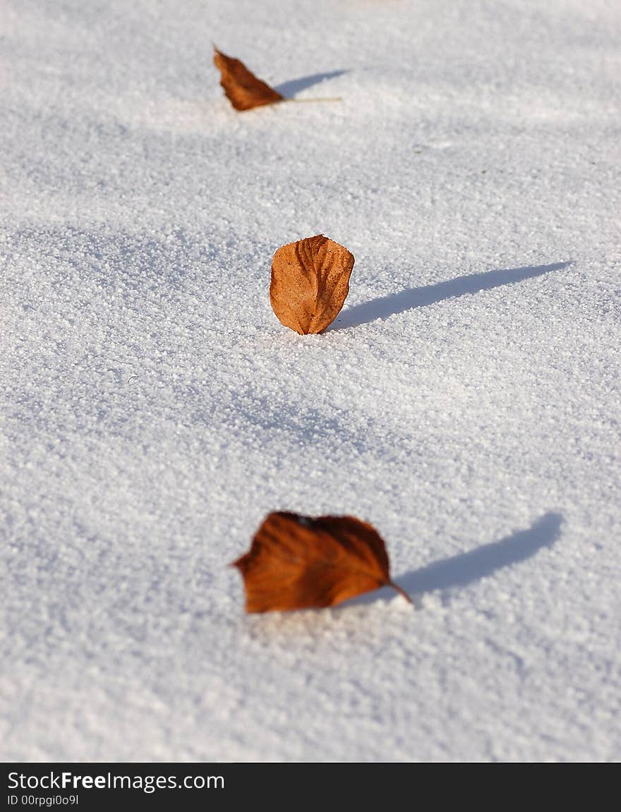 Leafage On The  Snow