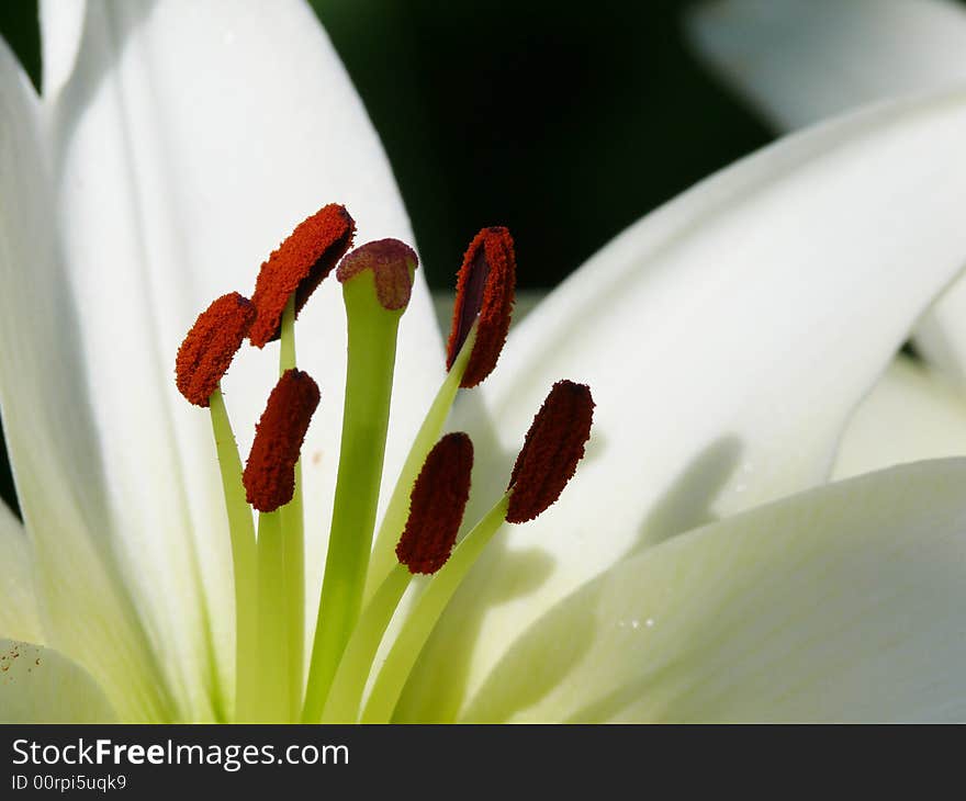 White lily. Pestles and stamens.