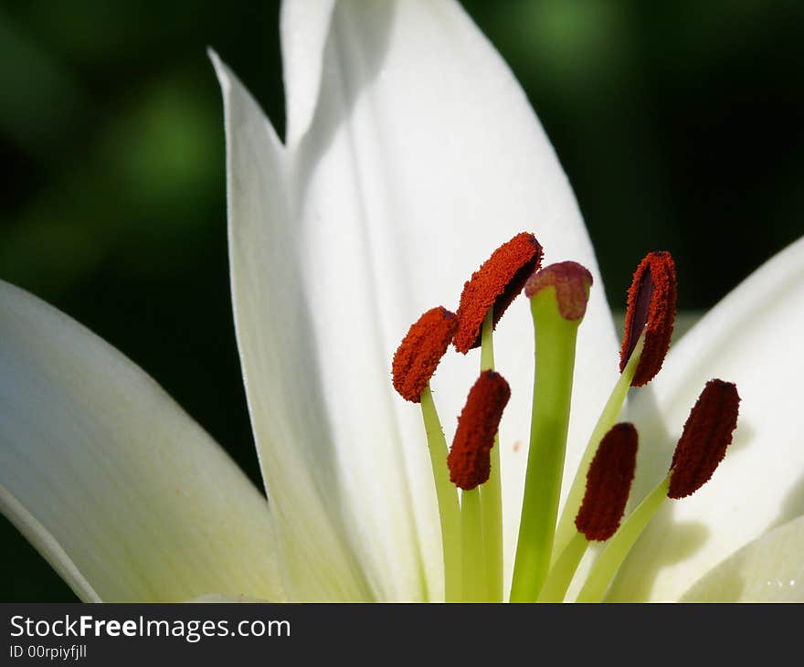 White lily. Pestles and stamens.