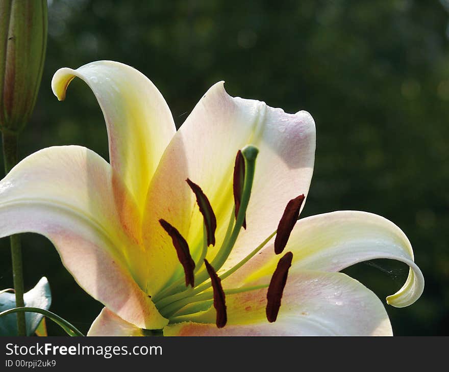 White lily in a garden. Pestles and stamens. White lily in a garden. Pestles and stamens.