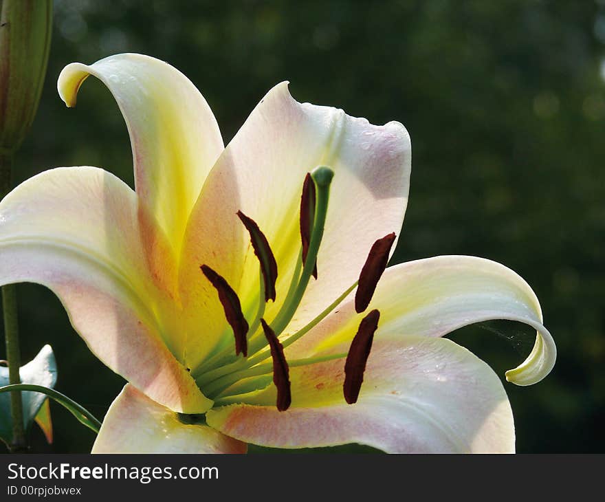 White lily in a garden. Pestles and stamens. White lily in a garden. Pestles and stamens.