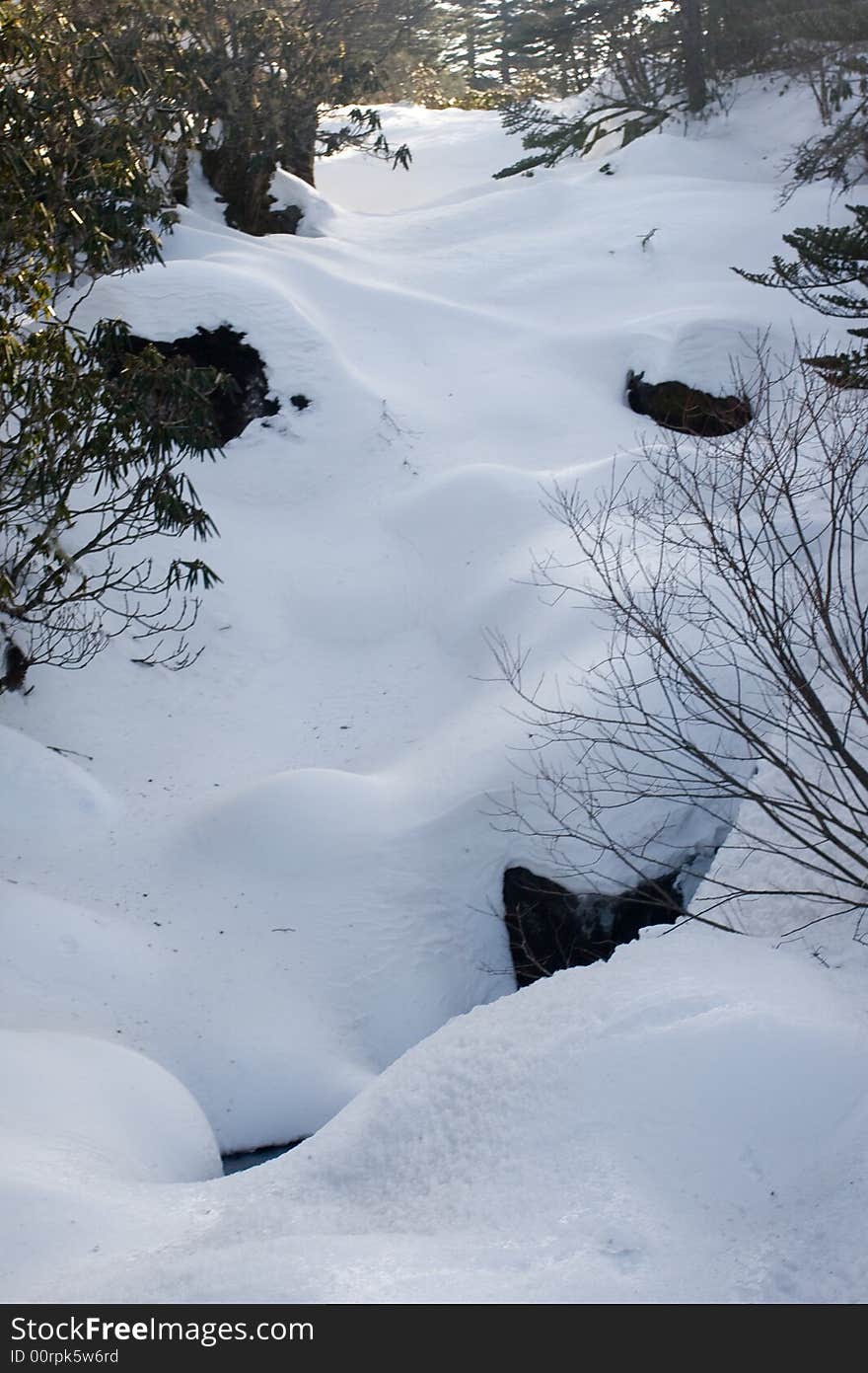 Heavy snow in the forest. Heavy snow in the forest