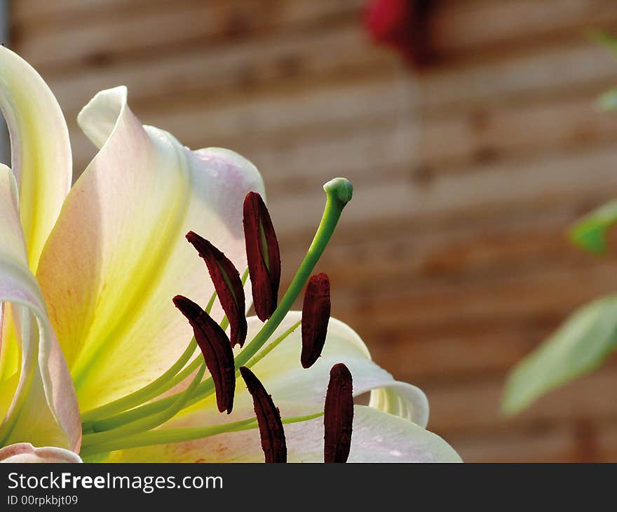 White lily in a garden. Pestles and stamens. White lily in a garden. Pestles and stamens.