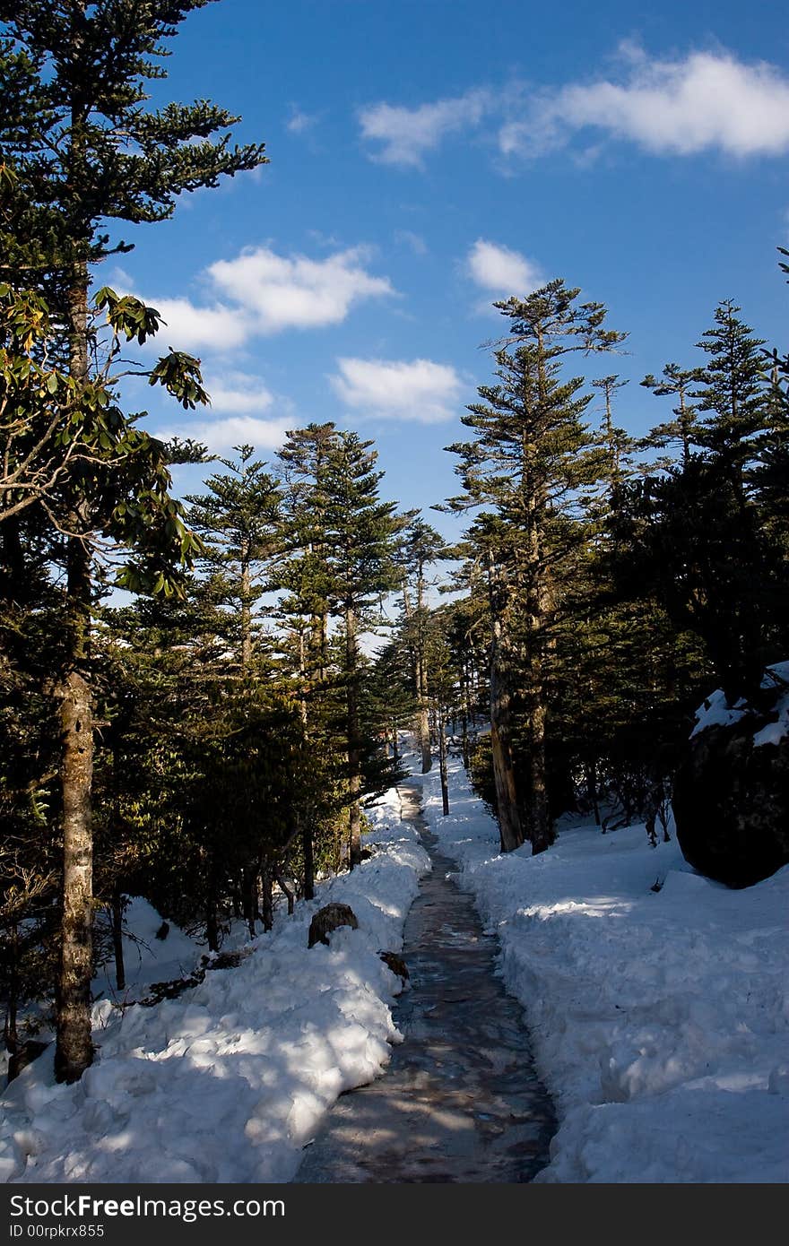 A path through the forest