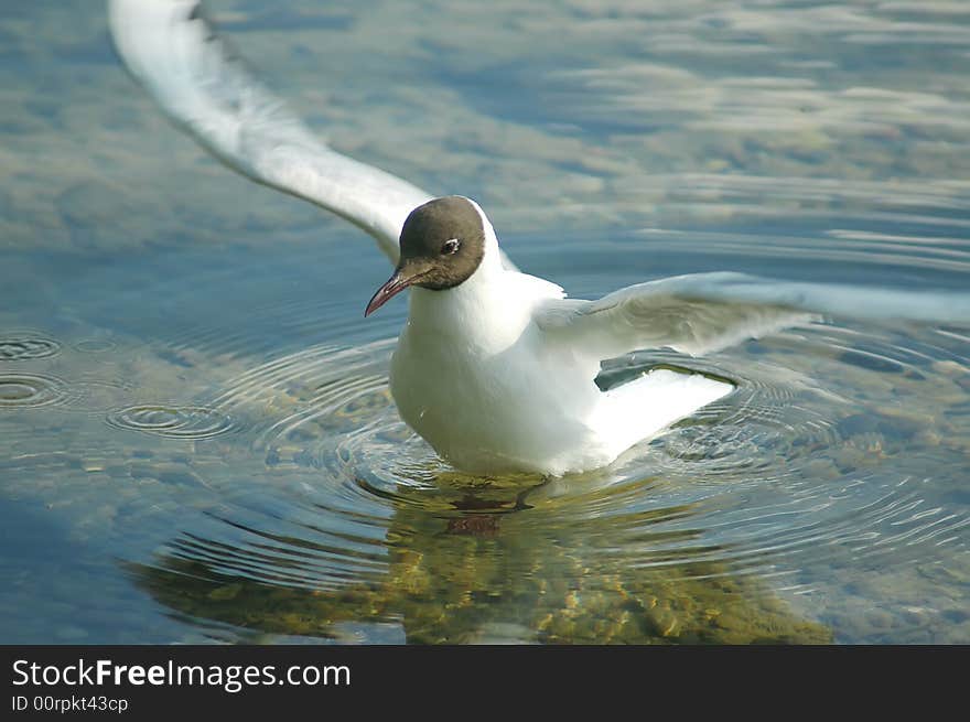 Wave of wings,water, blue, transparent