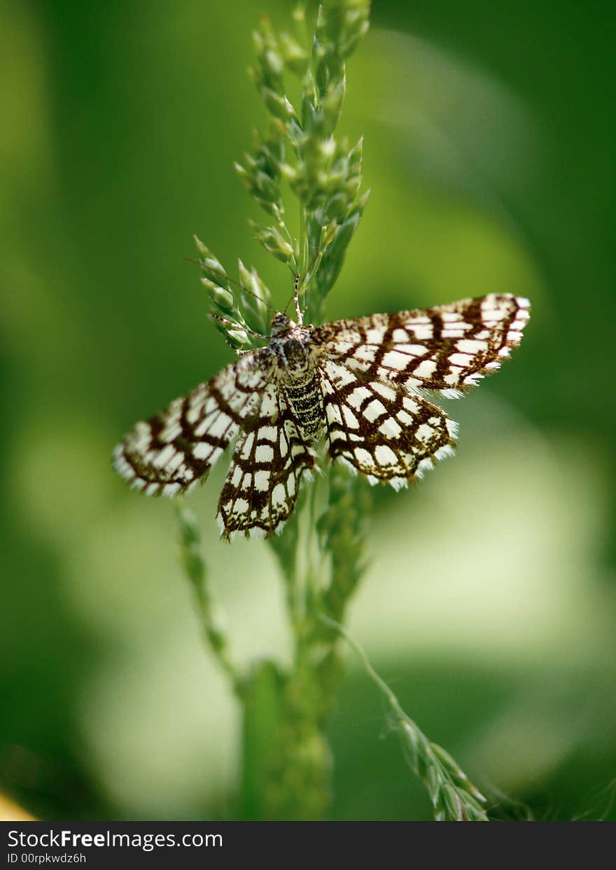 The Butterfly Sitting On A Grass.