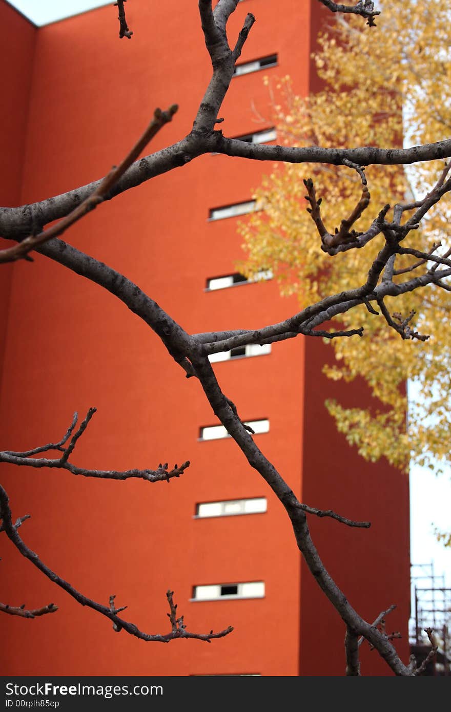 Tree in front of a modern building