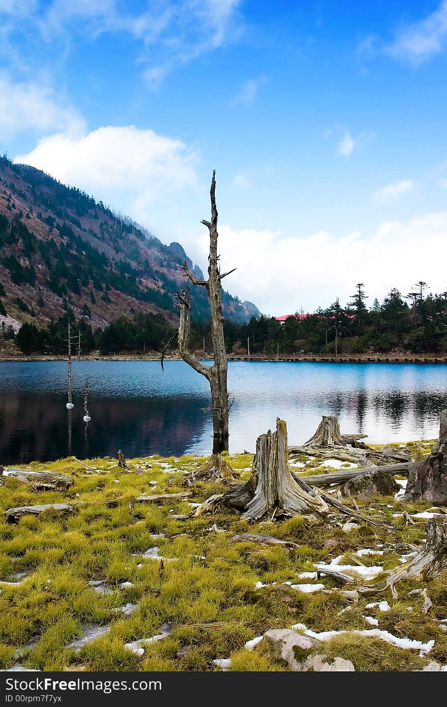 A deadwood by the lake