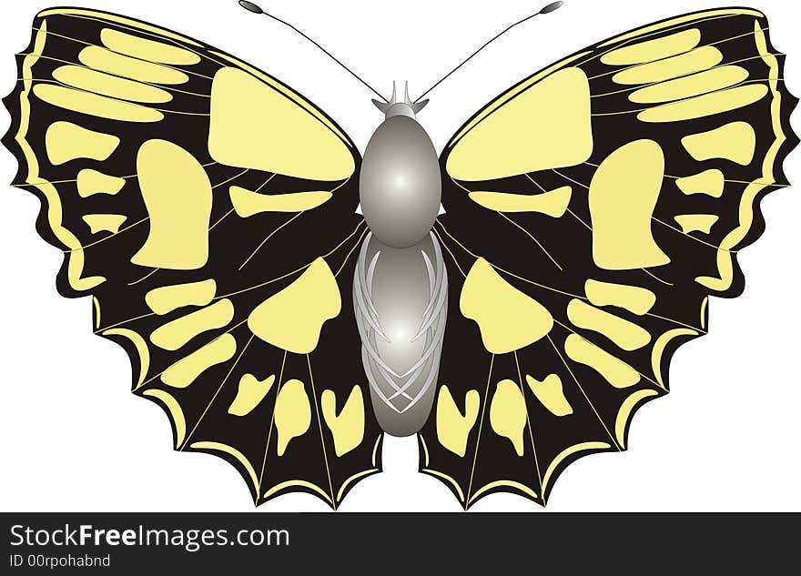 Color illustration of  black-yellow butterfly