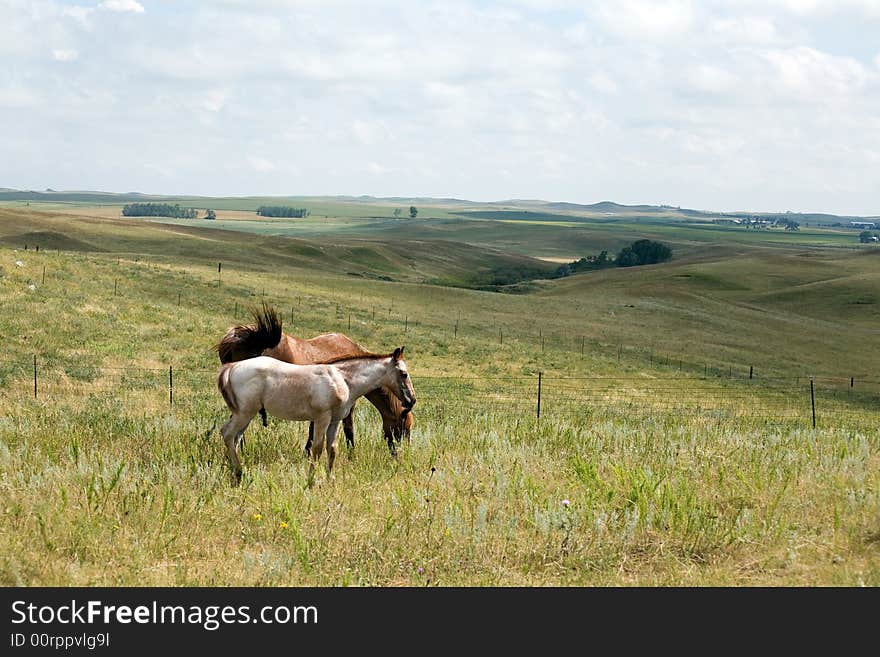 Roan quarter horse and foal grazing in big green pasture with rolling hills. Roan quarter horse and foal grazing in big green pasture with rolling hills