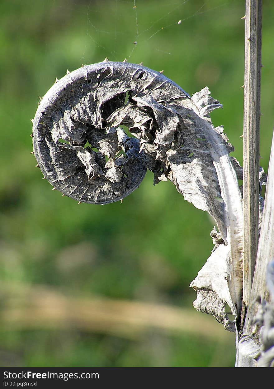 Dry sheet of a grass on a solar meadow. Dry sheet of a grass on a solar meadow