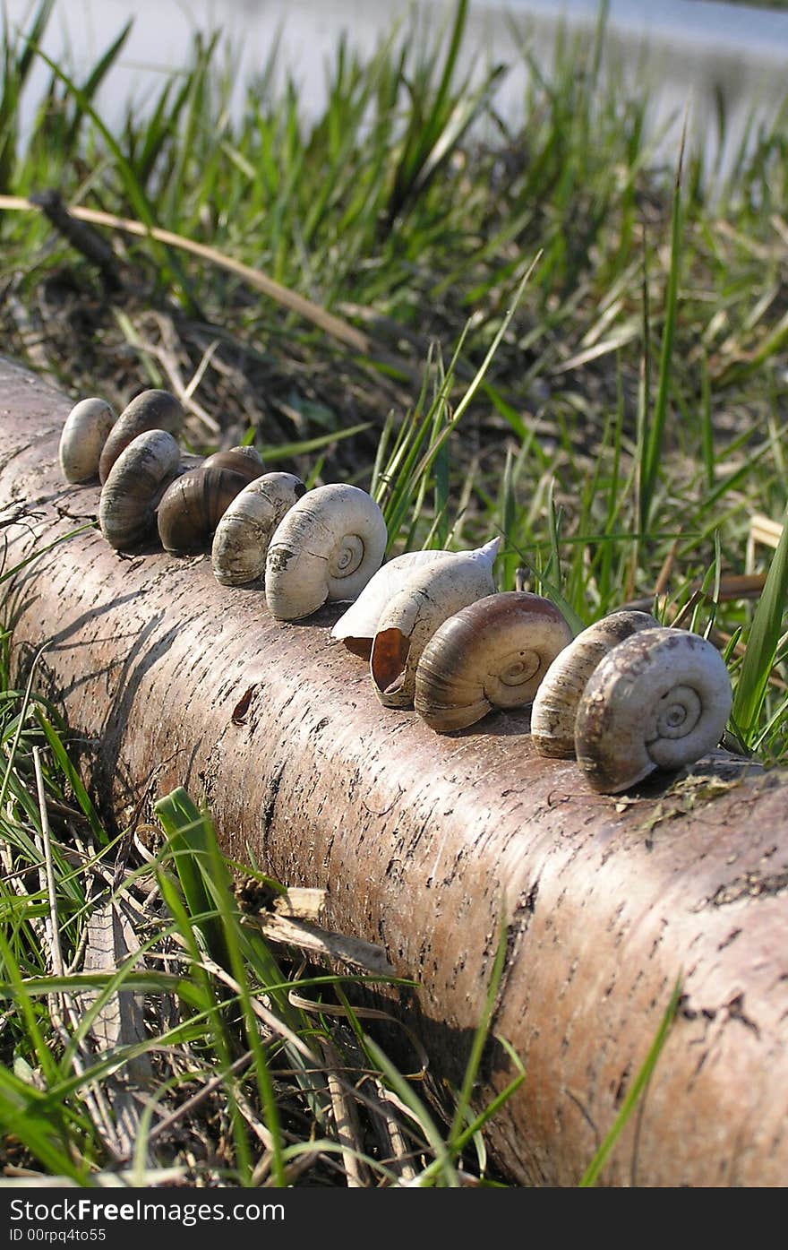 Spiral cockleshells stand in a line on a log