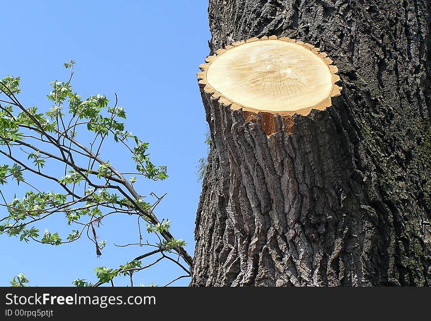 The cut off branch is similar to the sun