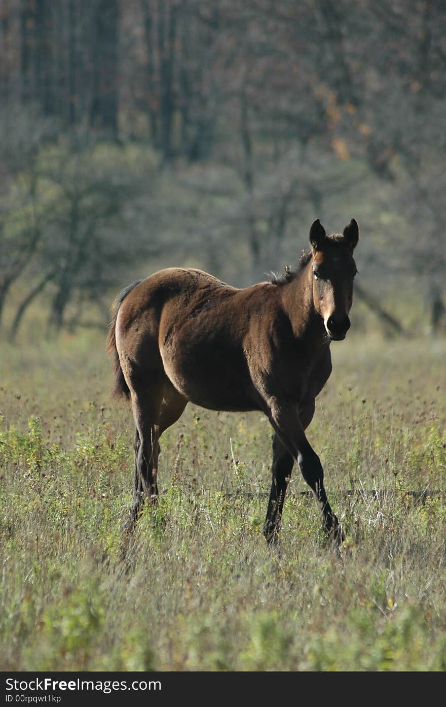 A lone horse on a fall day in the Beaver Valley