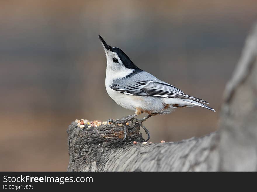 White-breasted nuthatch