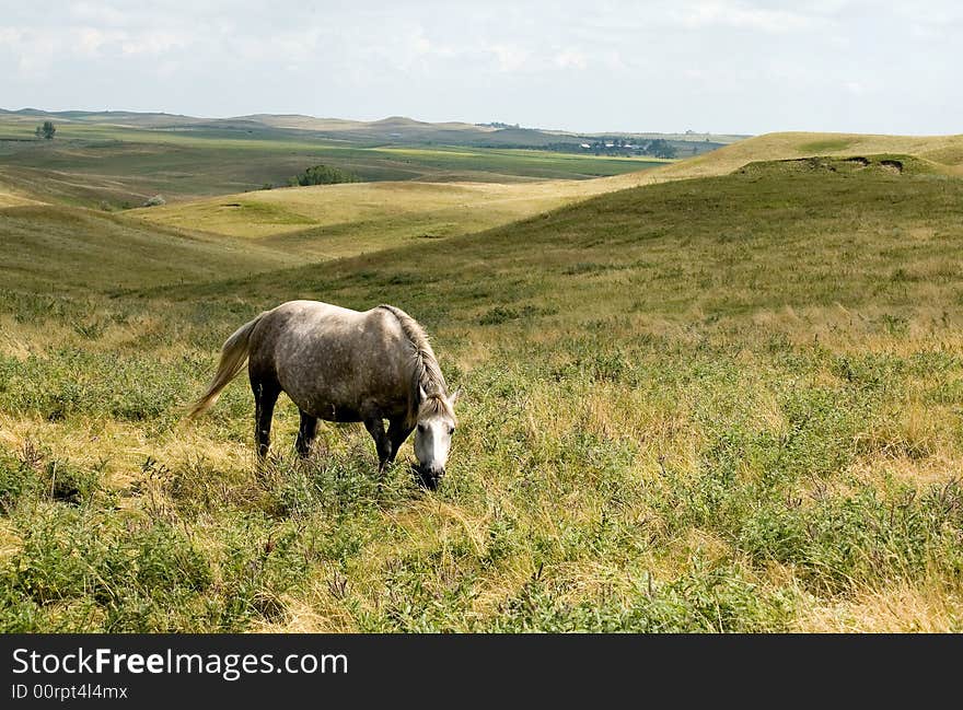 Grey quarter horse mare in green pasture with rolling hills. Grey quarter horse mare in green pasture with rolling hills