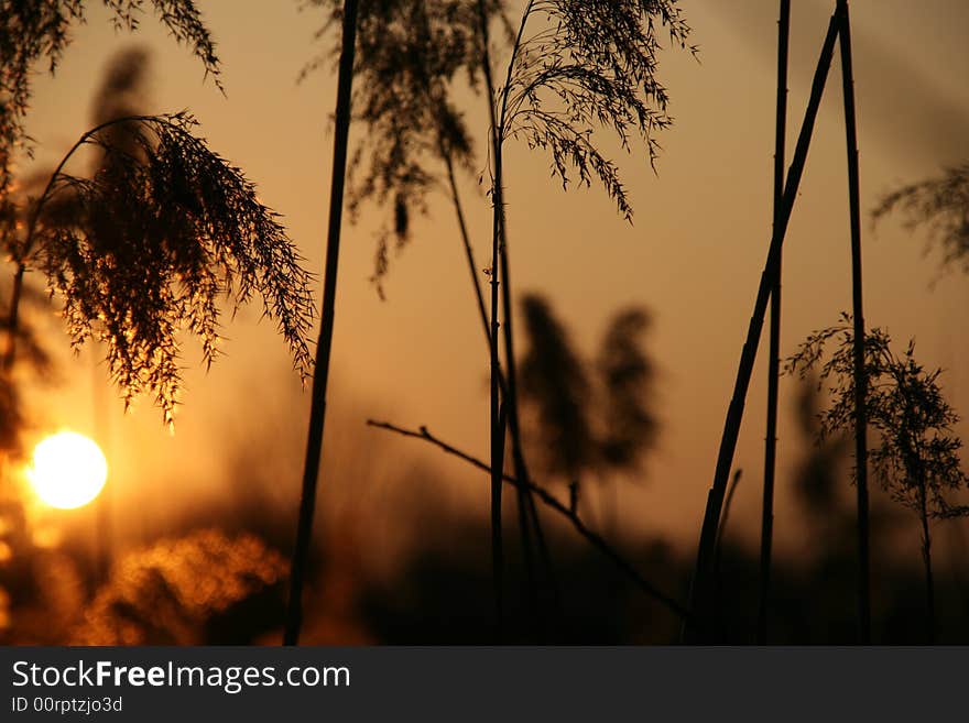 Plants silhouette in the sunshine. Plants silhouette in the sunshine