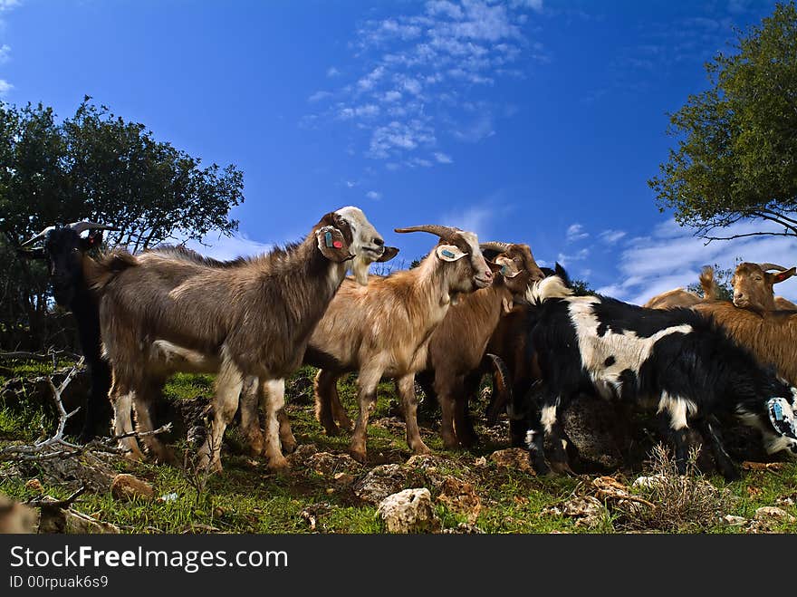 A group of young goats in the pasture