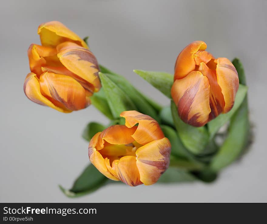 Orange tulips