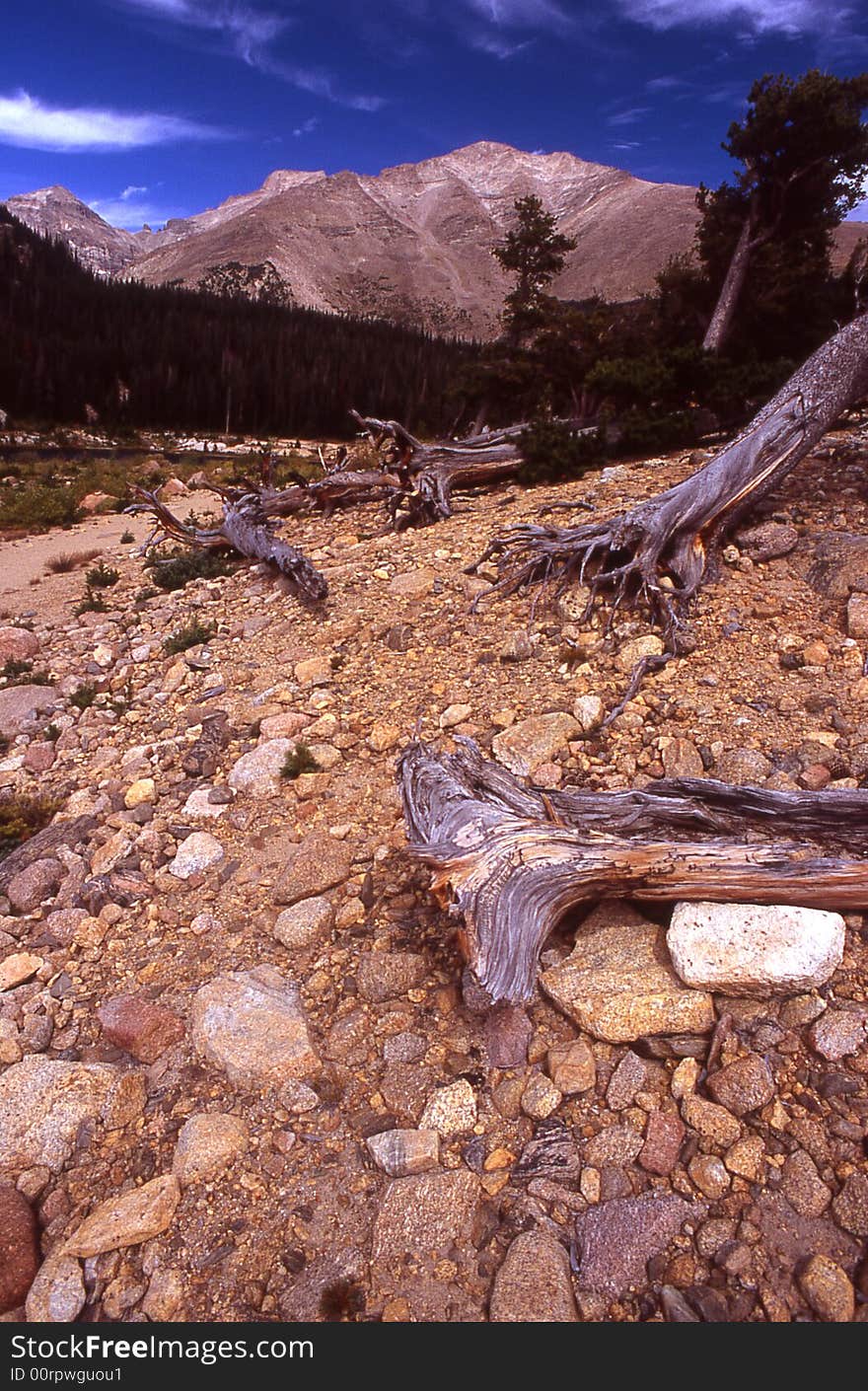 Old drift wood along high mountain lake. Old drift wood along high mountain lake