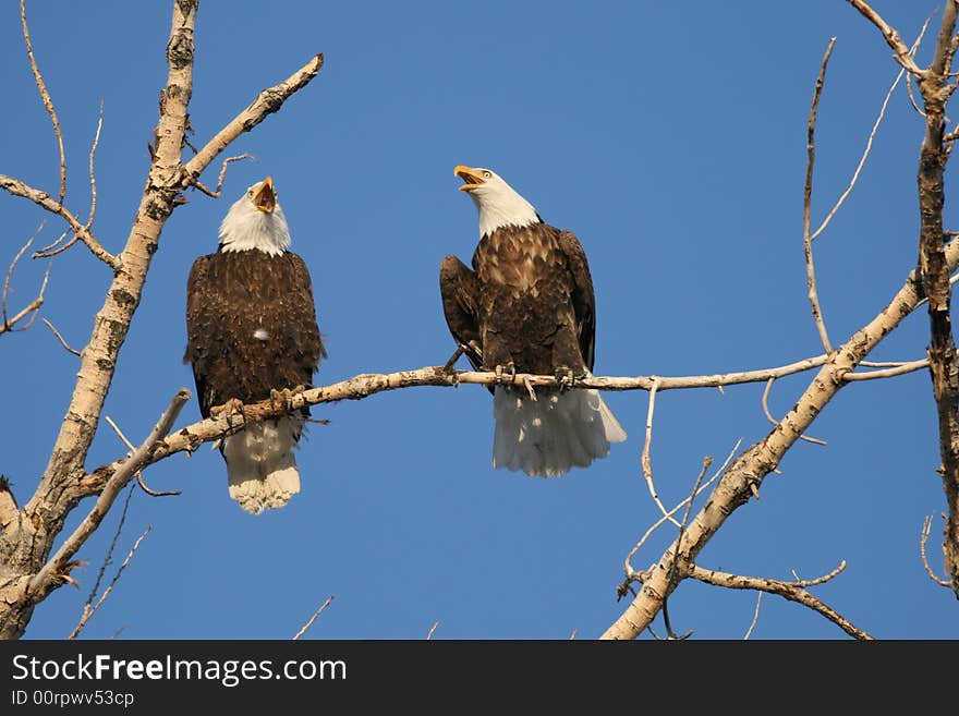 After feeding on fishes in the day time, these two rest on tree and talking each other. Canon XTi with Canon 400mm F5.6L lense. After feeding on fishes in the day time, these two rest on tree and talking each other. Canon XTi with Canon 400mm F5.6L lense