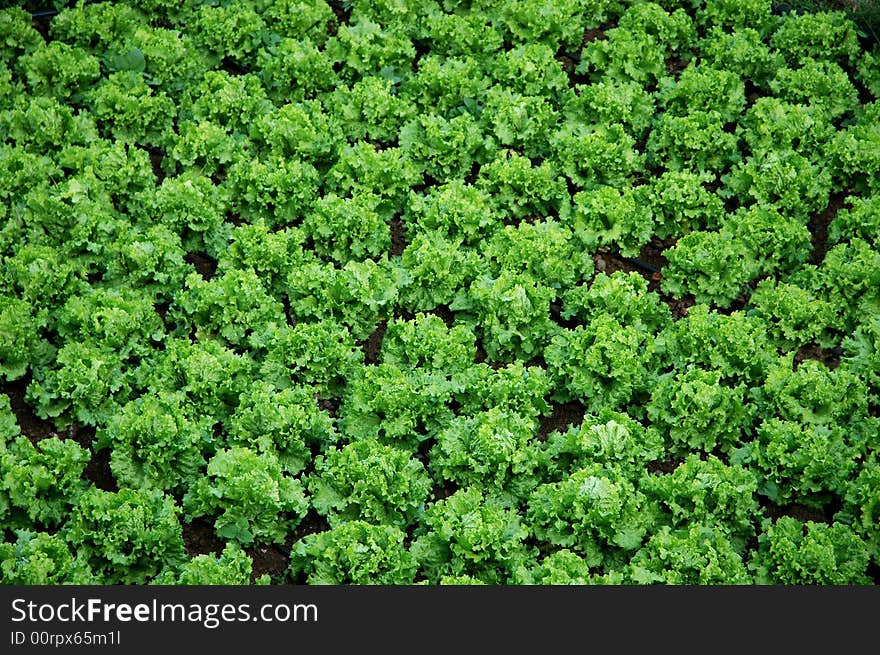 Detail of a plantation of lettuces