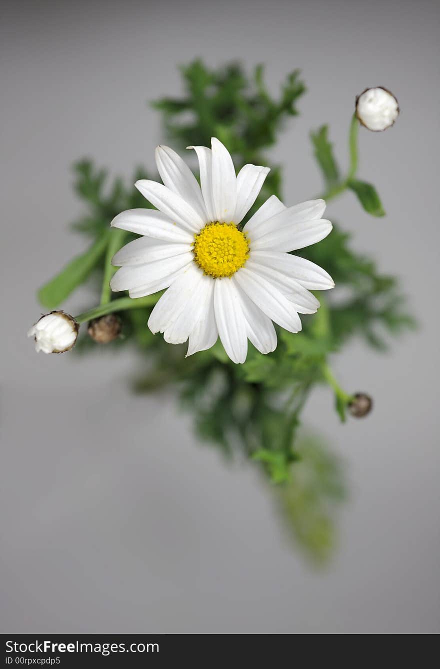 A white flower on a light gray background